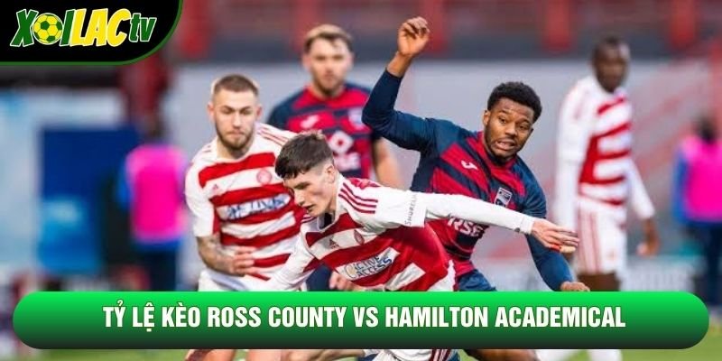 Tỷ lệ kèo Ross County vs Hamilton Academical Tỷ lệ kèo Ross County vs Hamilton Academical